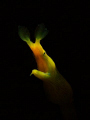   Female ribbon eel taken paradise Tulamben Bali. Bali  